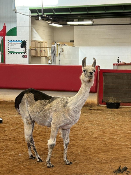 27-year-old llama certified as oldest in the world 27-year-old llama certified as oldest in the world