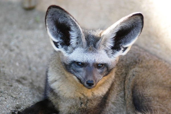 African fox escapes enclosure at California zoo African fox escapes enclosure at California zoo