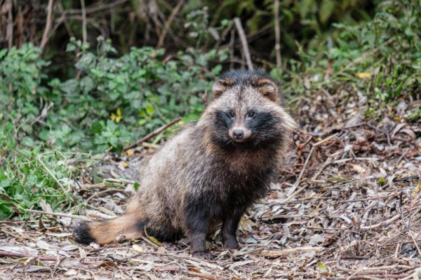 Authorities search for raccoon dog on the loose in Wales Authorities search for raccoon dog on the loose in Wales