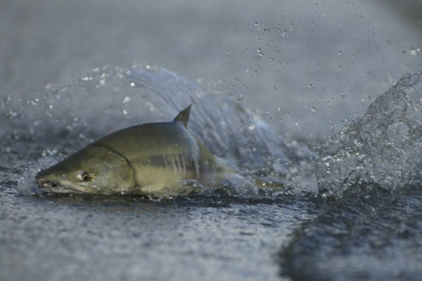 Company offers $45-per-fish bounty on 27,000 escaped salmon Company offers $45-per-fish bounty on 27,000 escaped salmon