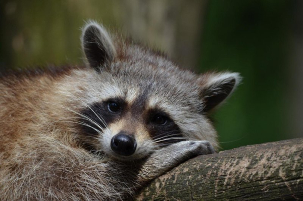 Mass. police determine reported bear was most likely raccoon Mass. police determine reported bear was most likely raccoon