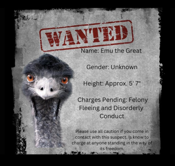 Miss. police seek escaped emu for 'felony fleeing and disorderly conduct' Miss. police seek escaped emu for 'felony fleeing and disorderly conduct'