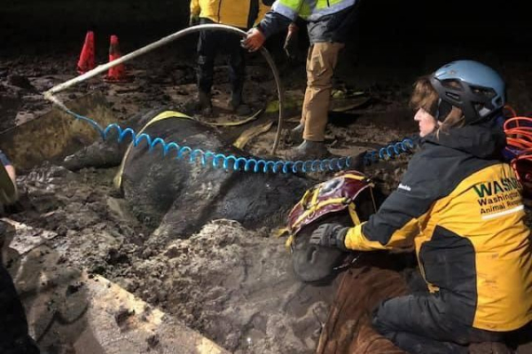 Mule rescued from thick mud in Washington
