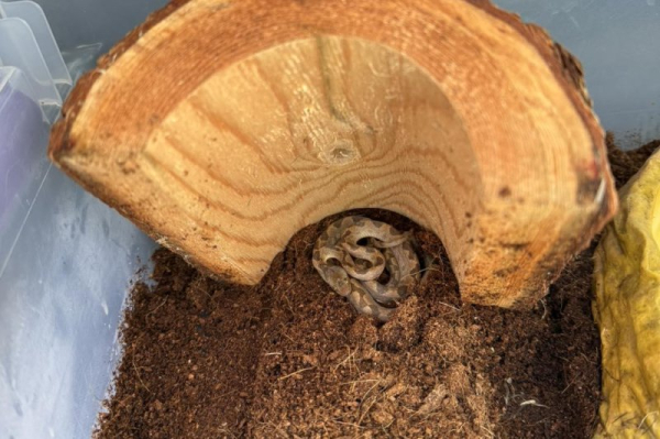 N.H. store employees find venomous snake in banana shipment N.H. store employees find venomous snake in banana shipment