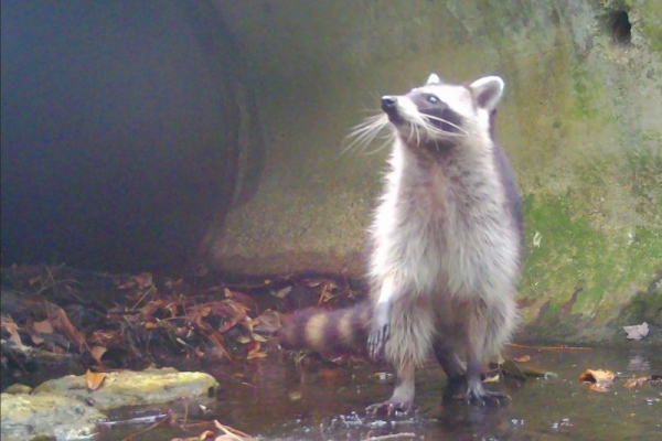Researchers find 'abundance of animals' in Florida city's sewers Researchers find 'abundance of animals' in Florida city's sewers