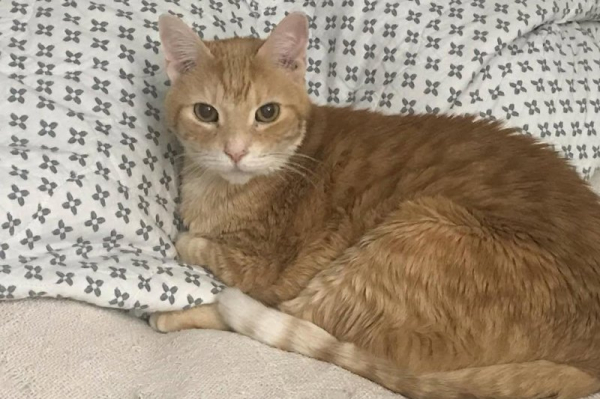 Scotland has 'no intention' to ban cats, despite online rumors