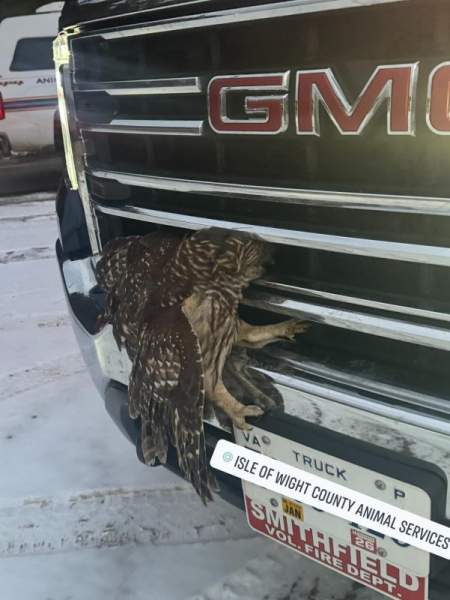 Stuck owl rescued from front grill of truck Stuck owl rescued from front grill of truck