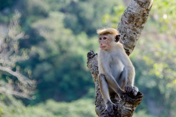 Wandering monkey blamed for nationwide power outage in Sri Lanka Wandering monkey blamed for nationwide power outage in Sri Lanka