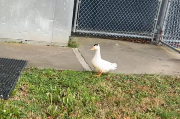 'Bernice' the duck apprehended after breaking into Georgia jail