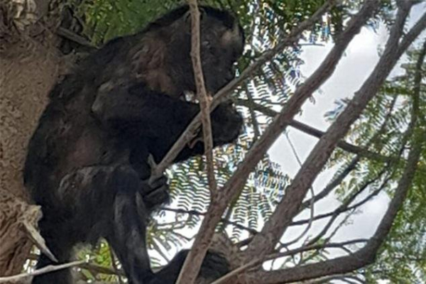 Escaped pet monkey captured after home burglary spree Escaped pet monkey captured after home burglary spree