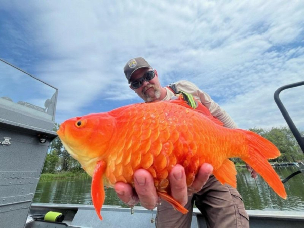 'Megalodon' goldfish found in Pennsylvania waterway 'Megalodon' goldfish found in Pennsylvania waterway