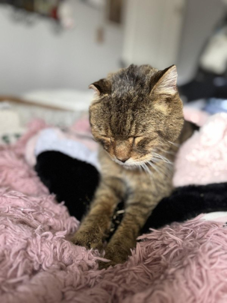 Ontario woman's missing cat turns up after 7 years Ontario woman's missing cat turns up after 7 years