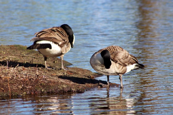 Police: Reported swimmers in distress 'turned out to be geese' Police: Reported swimmers in distress 'turned out to be geese'