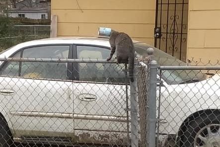 Rescuers save cat with head stuck in metal can Rescuers save cat with head stuck in metal can