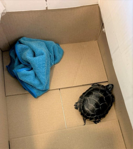 TSA finds live turtle in traveler's pants at New Jersey airport TSA finds live turtle in traveler's pants at New Jersey airport