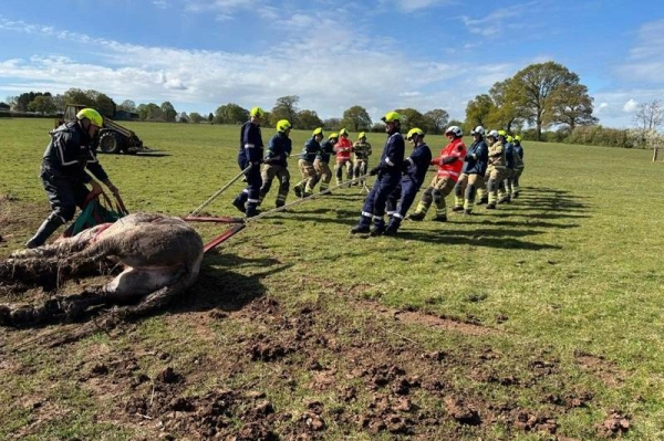 Firefighters hoist horse from 5-foot ditch