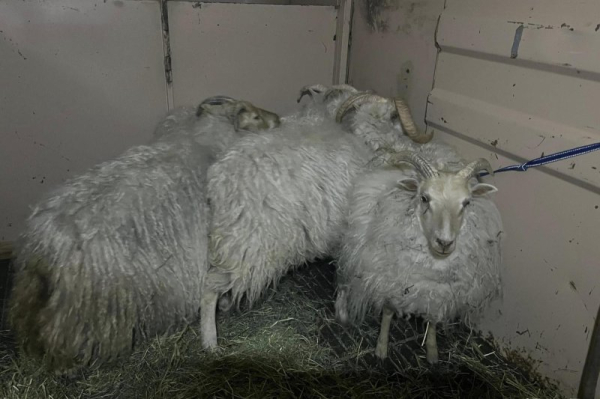 Five sheep found wandering in Washington traffic