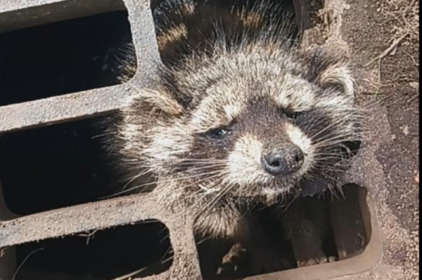 Laundry soap pods used to rescue raccoon from storm drain grate