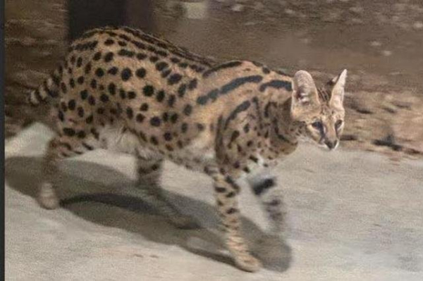 Suspected serval captured wandering loose in Ohio