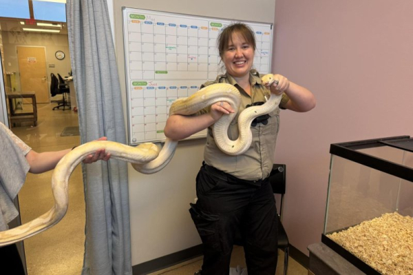 9-foot snake found wandering loose in Iowa gets new home in Illinois