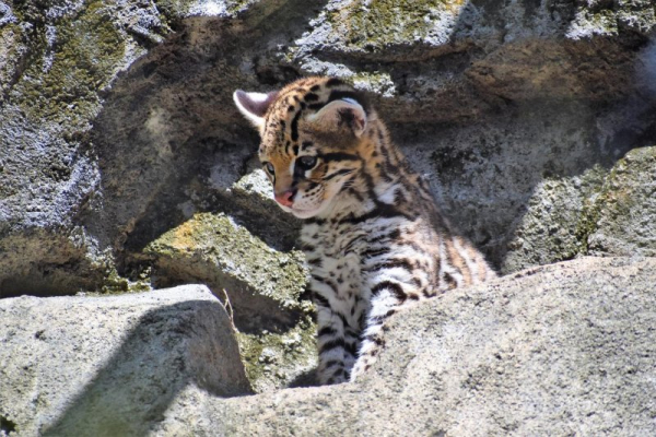 Authorities searching for ocelot on the loose in Jamaica