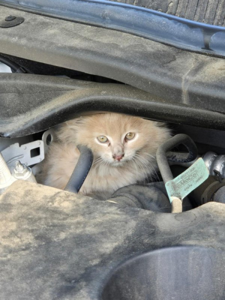 Cat stows away under hood of state senator's vehicle