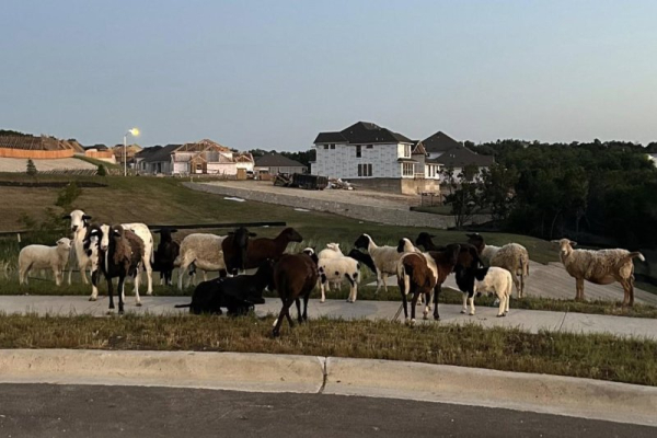 Flock of mystery sheep found wandering near Texas school