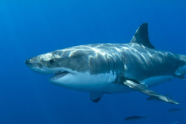 'Shark Week' to begin July 20 on Discovery Channel