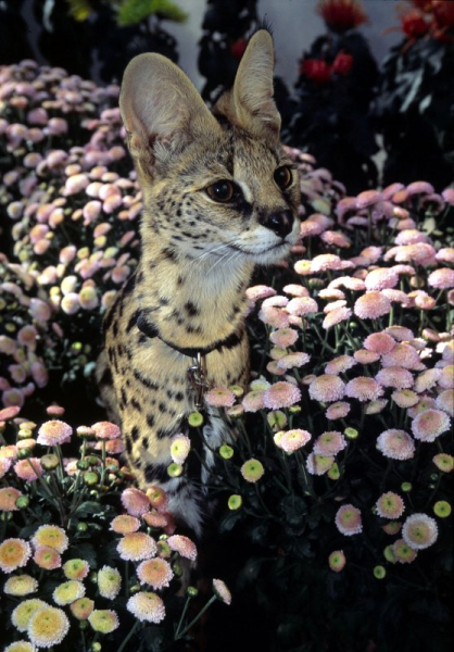 African serval on the loose in North Carolina