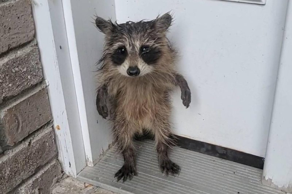 Baby raccoon, baby groundhog rescued by Massachusetts animal control