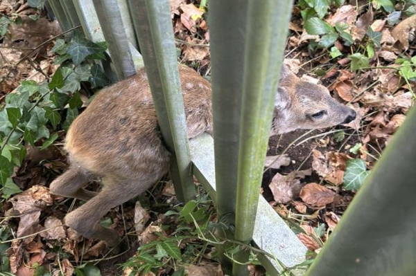 Firefighters rescue stuck baby deer from metal fence