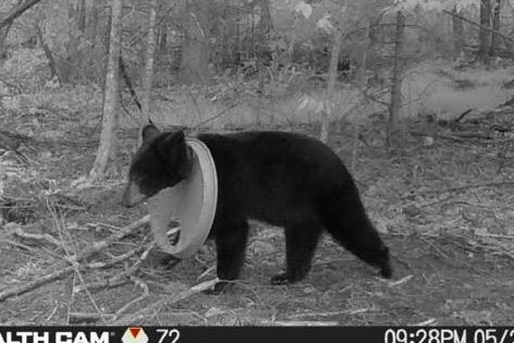 Michigan DNR rescues bear with lid around its neck