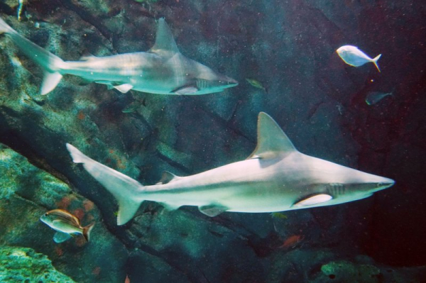NatGeo's 25-hour SharkFest programming block includes 'Jaws @ 50'