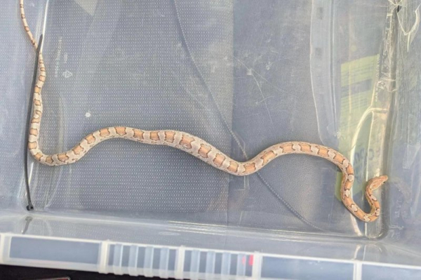 Animal rescuers called to remove 'python' from fish and chip shop