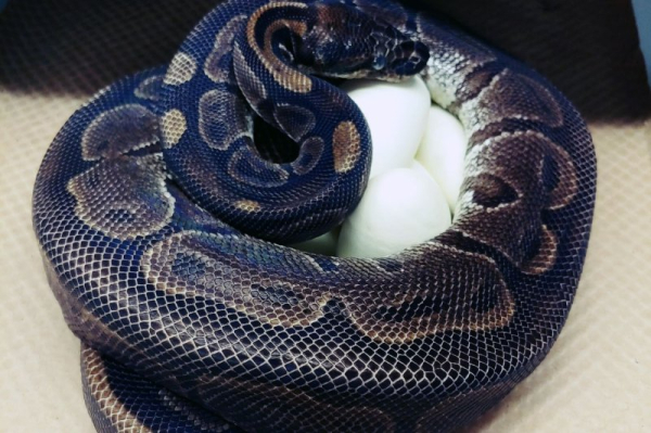 Ball python on the loose in Massachusetts