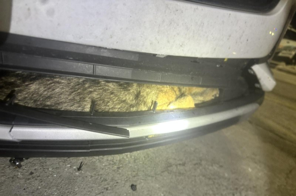 Coyote rescued after getting wedged in front bumper