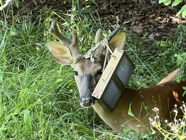 Deer spotted with bird feeder on its antlers in Ohio