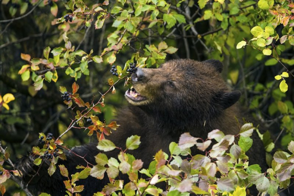 Four bears break into Connecticut home to steal food