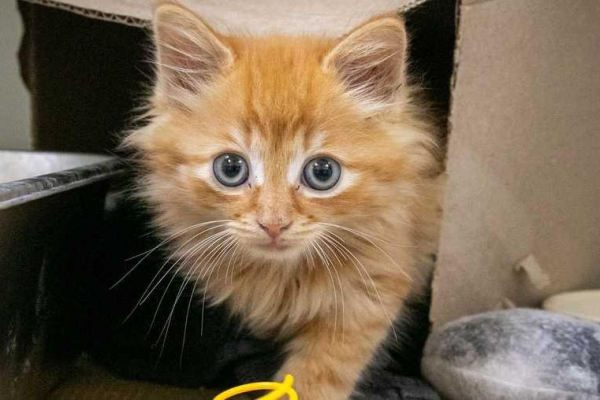 Kitten rescued from storm drain near highway on-ramp