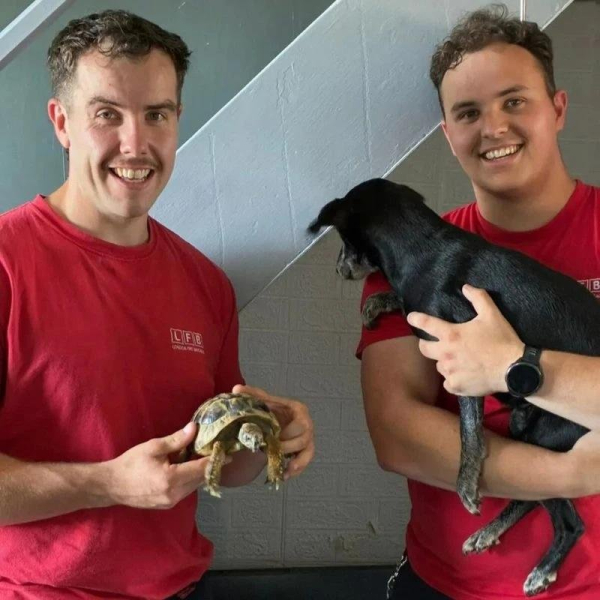 'Naughty tortoise' starts fire in London apartment