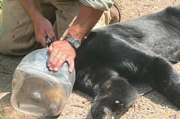 Bear rescued after more than a week with its head stuck in a jar