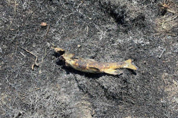 Fish dropped by osprey causes brush fire, power outage