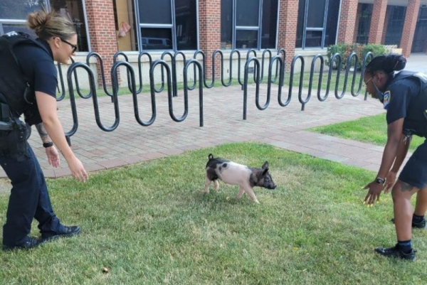 Pig escapes birthday party, runs to Illinois high school