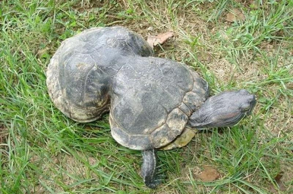 Turtle with unique peanut-shaped shell turns 41 in Missouri