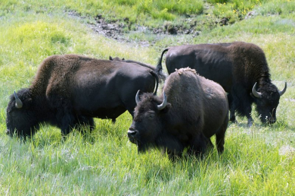 'Very aggressive' bison escape Ontario farm, shut down local roads