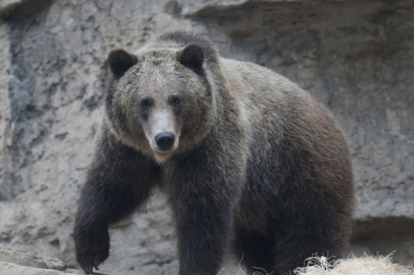 Bears of summer: 10 mischievous, scary encounters