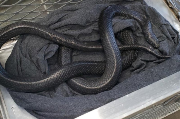 Exotic snake found wandering loose along Ontario road