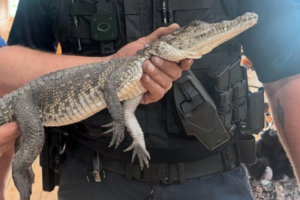 Mystery crocodile found lurking in Michigan resident's front yard