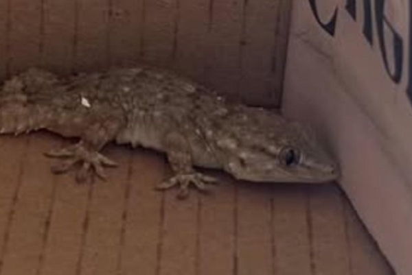 Non-native gecko travels from Portugal to Guernsey in suitcase