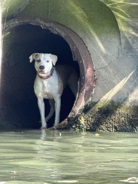 Stranded dog rescued from drainpipe in the Chicago River